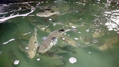 フグ養魚.jpg